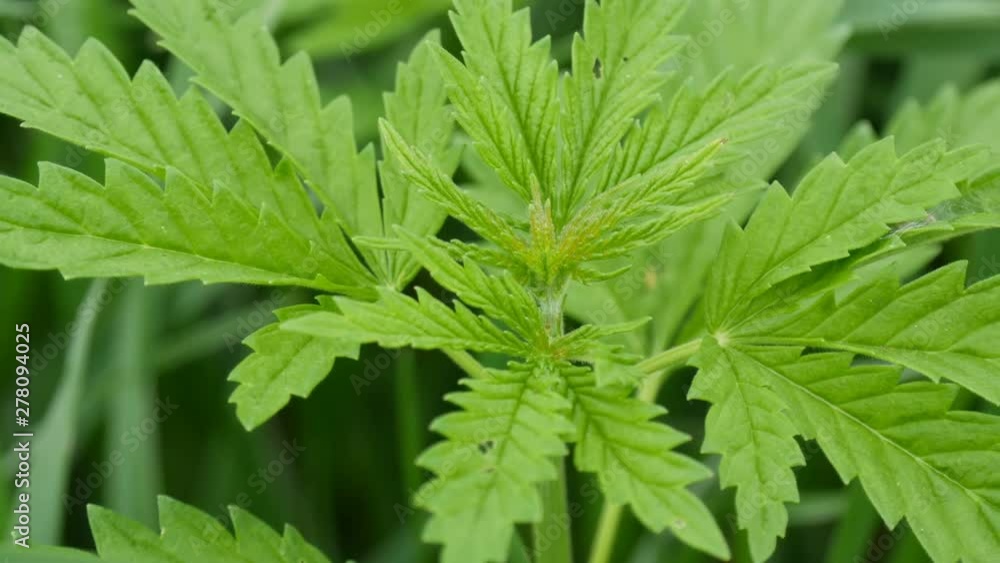 Leaves of young and wild hemp swing from the wind. Sheet of cannabis or marijuana plant in the field Leaves of young and wild hemp swing from the wind. Sheet of cannabis or marijuana plant in the field