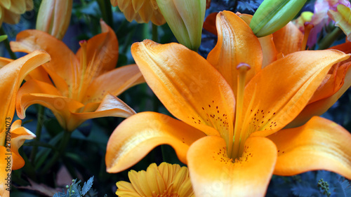 Gran flor naranja (ID: 278094073)