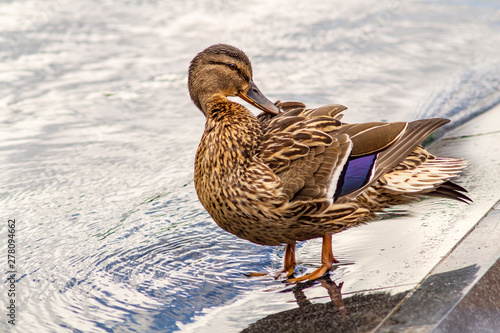 Female mallard duck Anas platyrhynchos is a member of the family Anatidae. It's a waterfowl. Beautiful young duck stand in water of a fountain and cleans the feathers photo