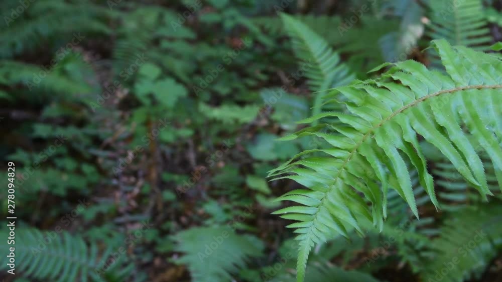Ferns swaying in the breeze. Camera locked. Ferns swaying in the breeze. Camera locked.