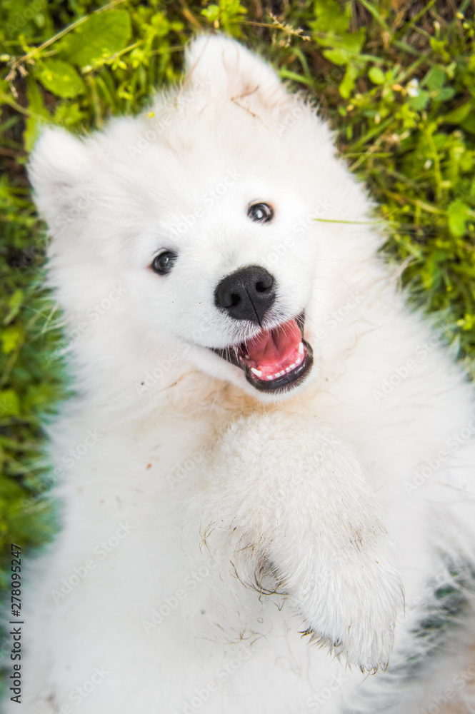 Funny Samoyed puppy dog top view on green grass Funny Samoyed puppy dog top view on green grass