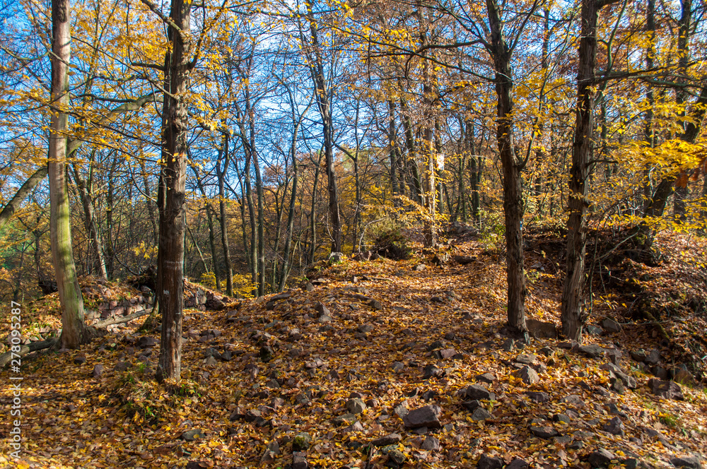 Obraz premium Autumn forest full of fallen leaves and colorful trees