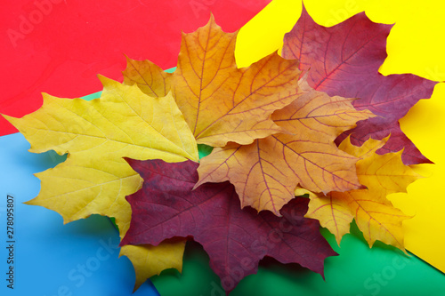 Autumn leaves on the colored background