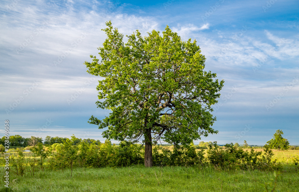 Fototapeta premium Lonely tree in the field. Growth of business 