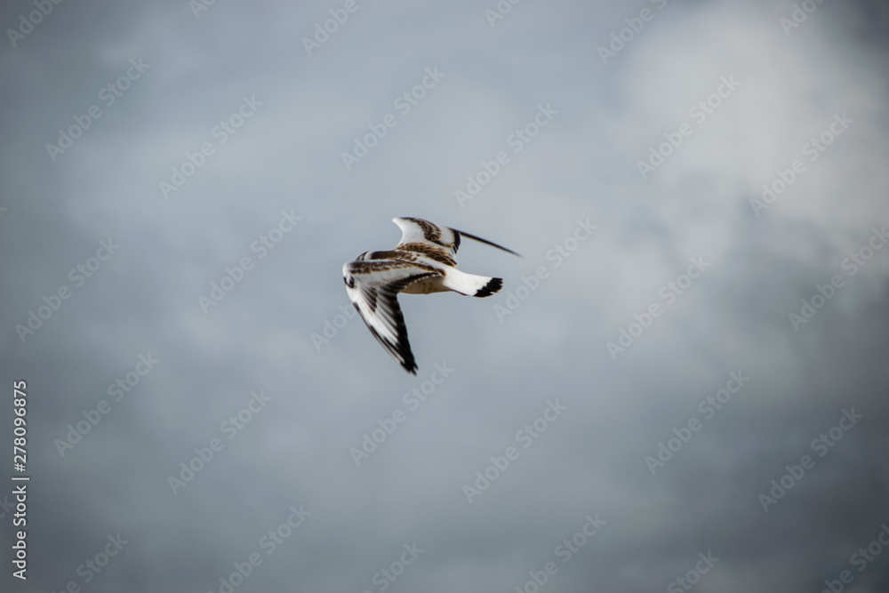 kite in flight