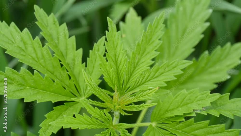 Leaves of young and wild hemp swing from the wind. Sheet of cannabis or marijuana plant in the field Leaves of young and wild hemp swing from the wind. Sheet of cannabis or marijuana plant in the field