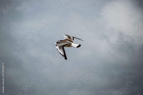 kite in flight