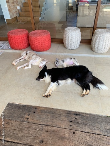 Border Collie