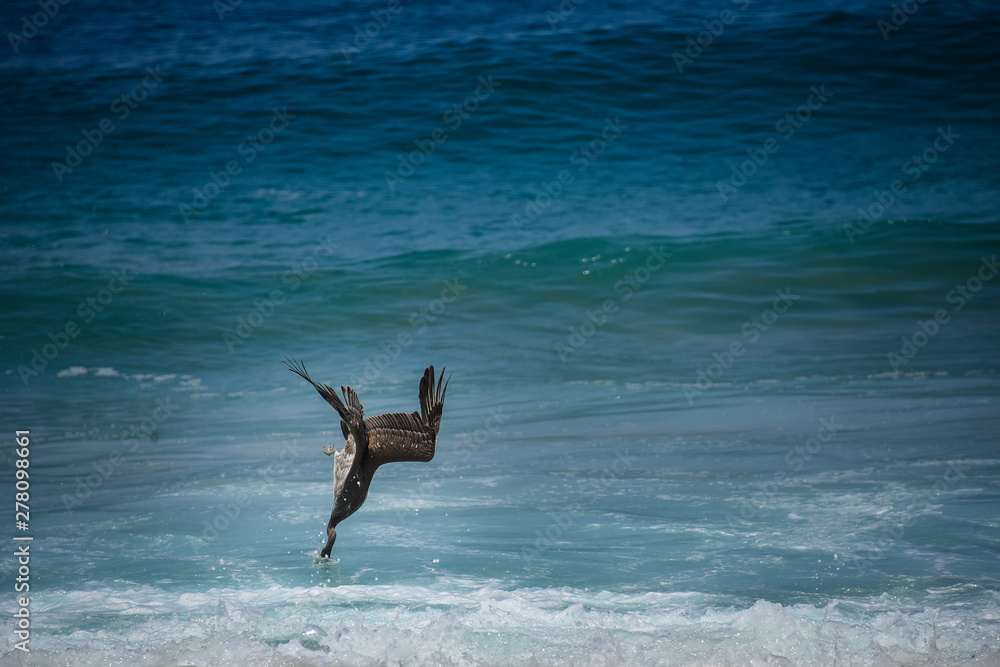 Fototapeta premium gaviota