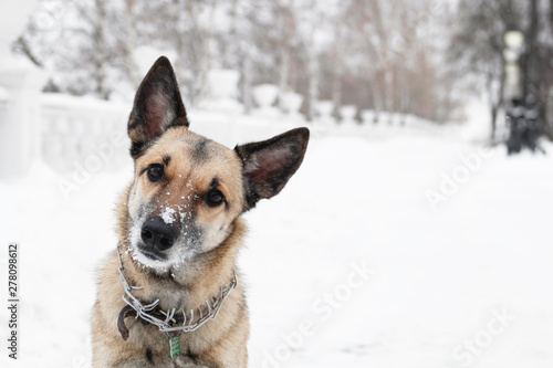 Brown and white short-haired mongrel dog is looking into the camera on a background of a winter snowy park. © Nadezhda Zaitceva
