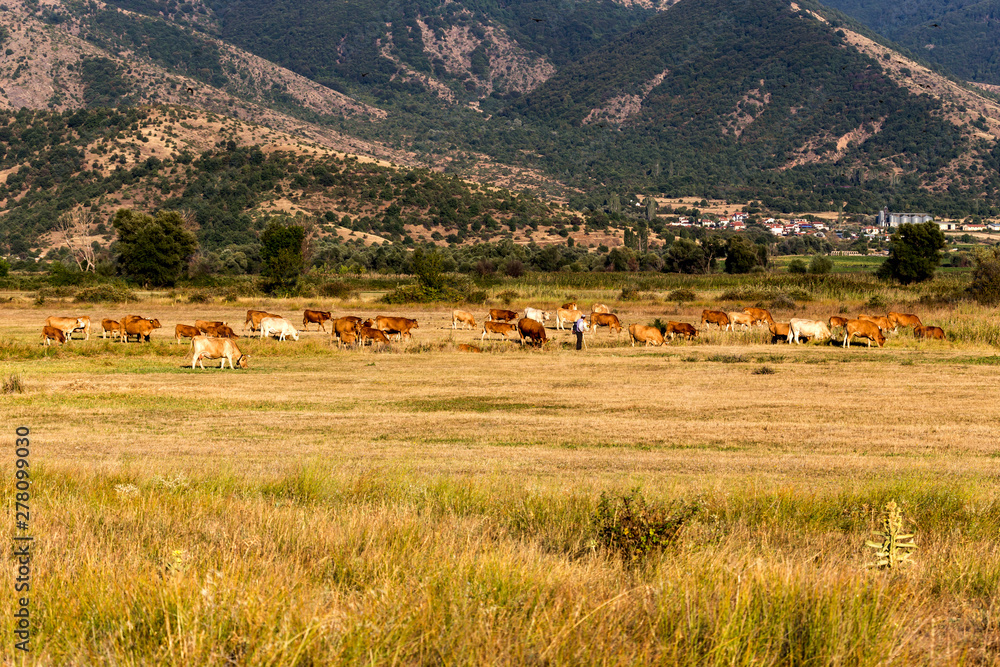 Cows graze in a meadow (northwestern Greece, Macedonia)