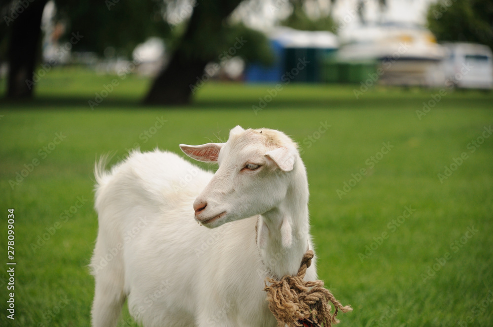 White goatling on the background of green lawn in the city park White goatling on the background of green lawn in the city park
