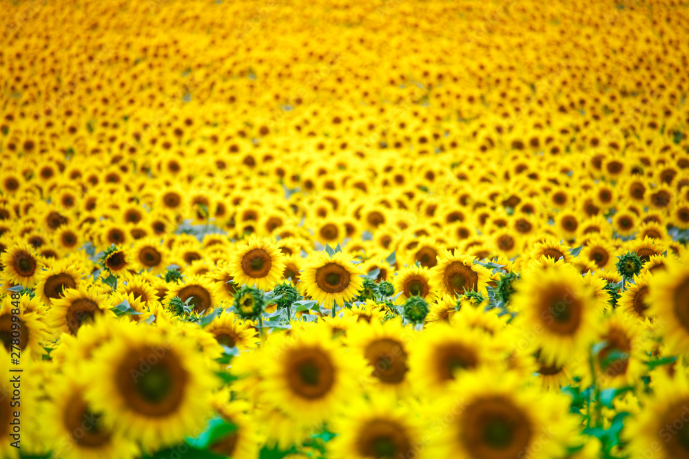 Infinite field with bright yellow blooming sunflowers, soft focus Infinite field with bright yellow blooming sunflowers, soft focus