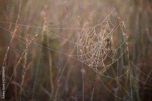 Close-up of a cobweb with dew drops hanging on the grass of a blooming meadow on a blurred background, selective focus