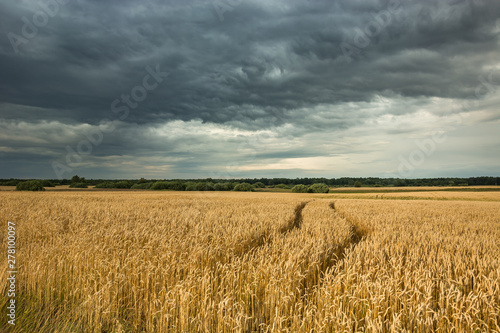 Wheel tracks in grain and cloudy sky