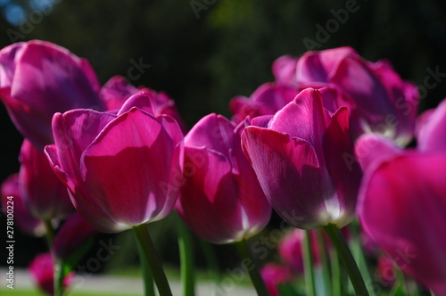 tulip background