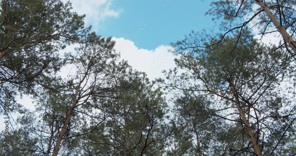 Clouds in the sky, float above the tops of young pines. Clouds in the sky, float above the tops of young pines.