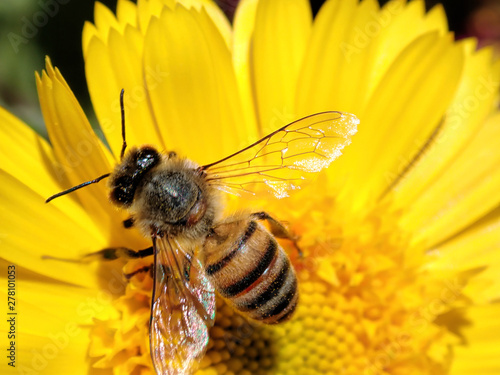 Honey Bee on a yellow flower © Allen Penton