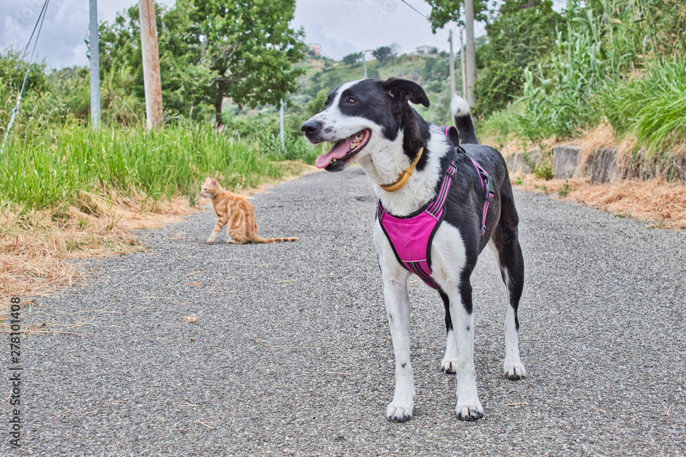 Cane Border Collie e Gatto Arancione in strada a bordo di un campo