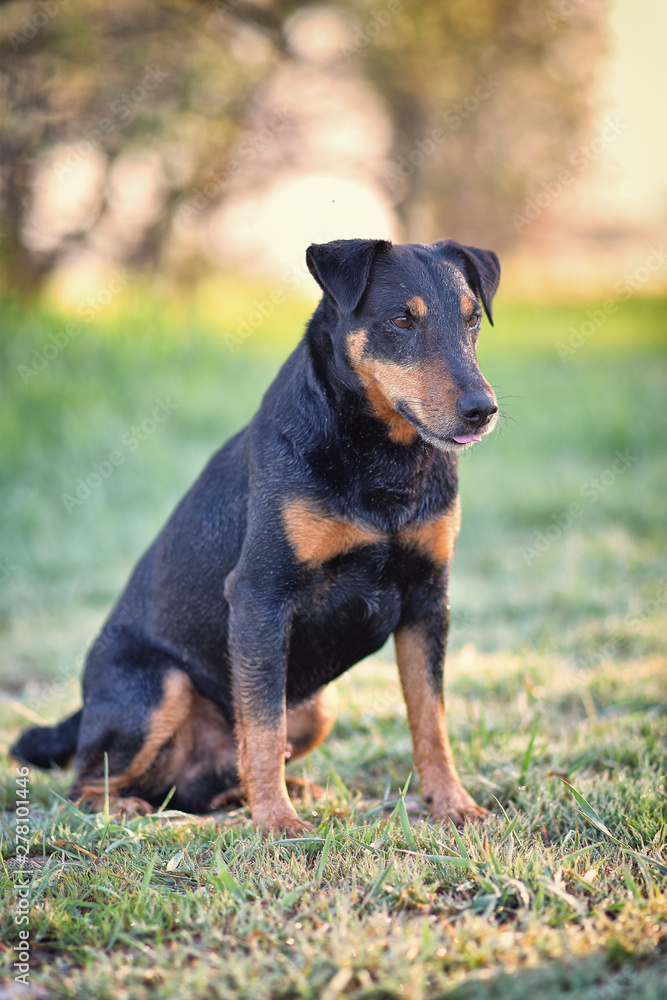 yagd terrier posing in a city park 