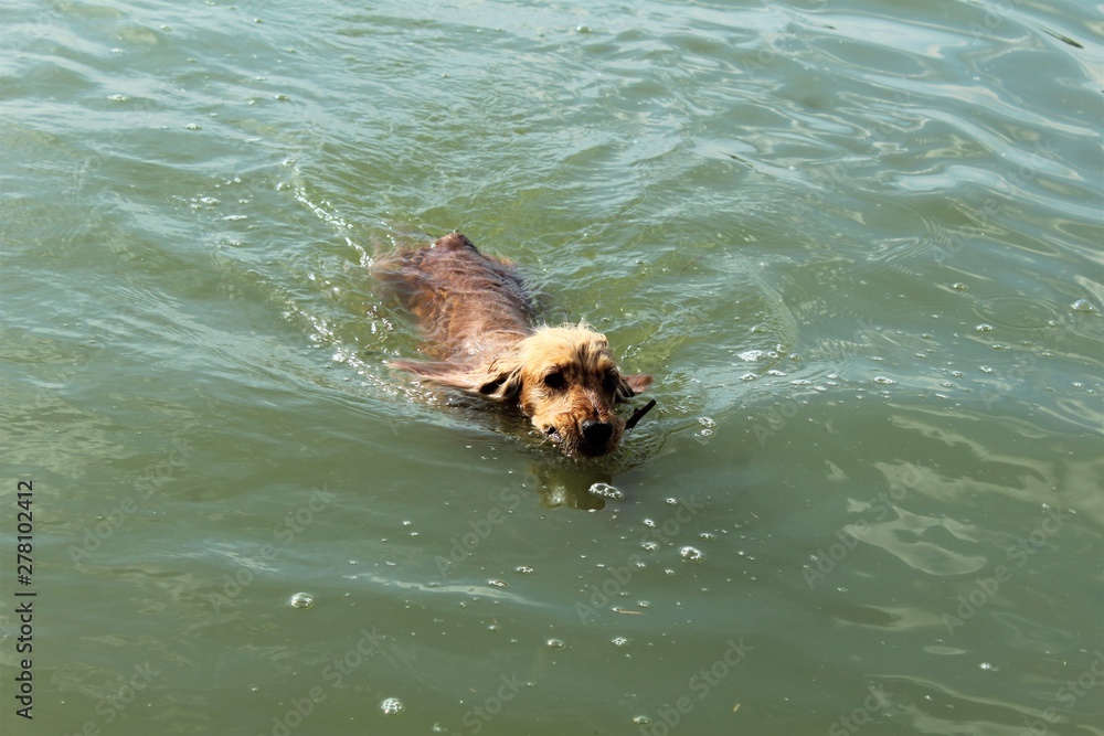 Obraz premium swimming in water