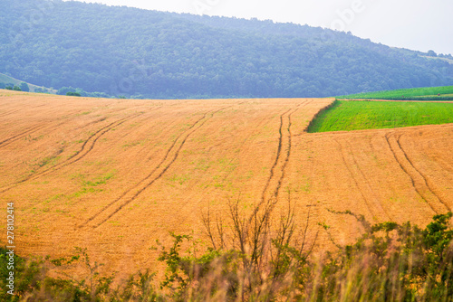 Wheat cut field