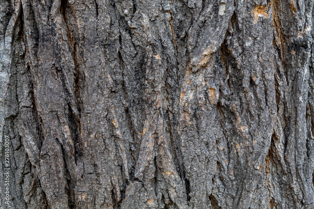 Closeup Grayish Tree Bark Texture Useful for Background and Overlay Closeup Grayish Tree Bark Texture Useful for Background and Overlay