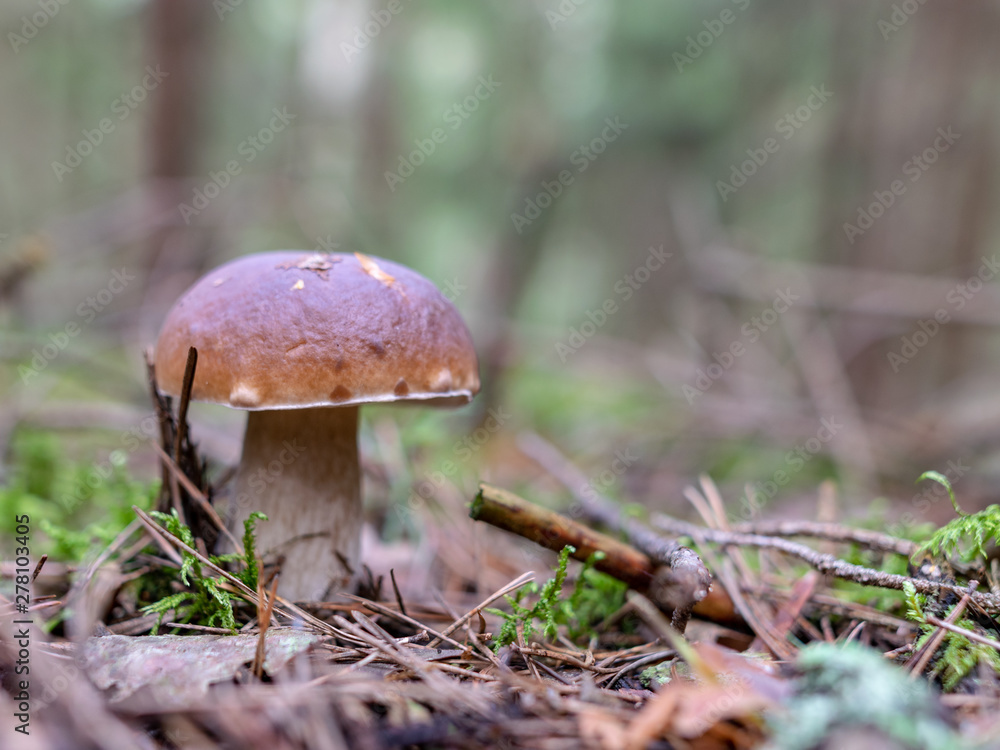 in forest mushroom with blur background in forest mushroom with blur background