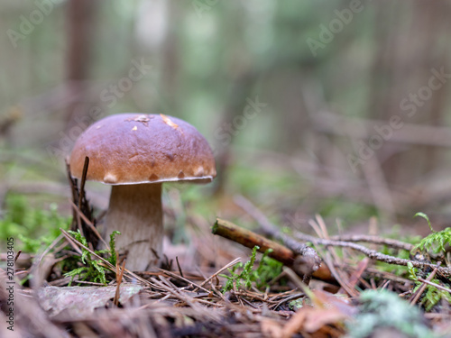 in forest mushroom with blur background 