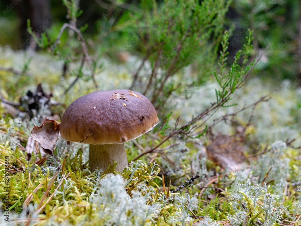 in forest mushroom with blur background 