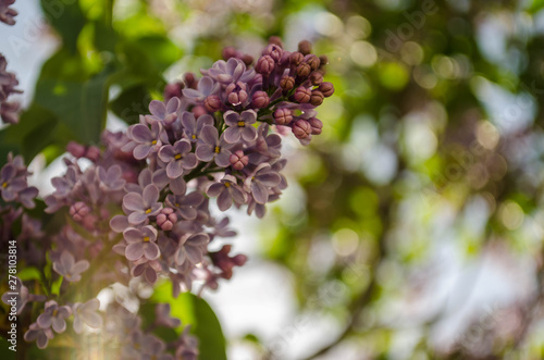 blooming lilac