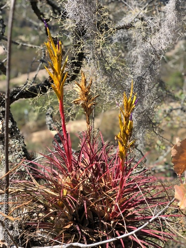 Cactus Desert Plant