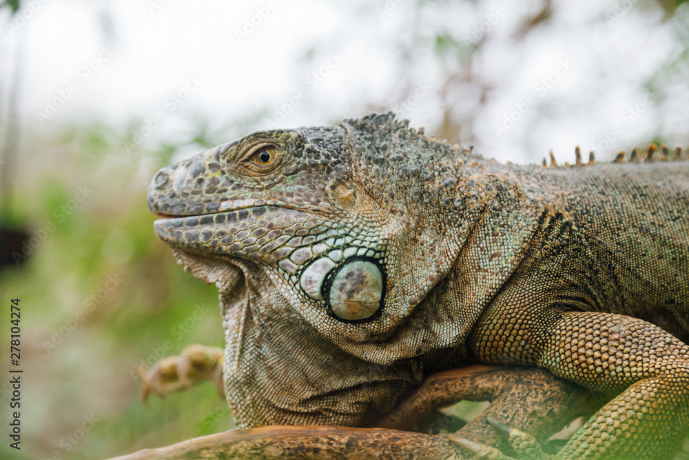 Fototapeta premium A huge elderly green iguana lies on a tree