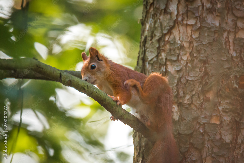 Little squirrel in the forest on a tree. Photo hunting Rest in the woods.