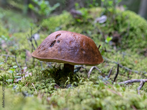 in forest mushroom with blur background 