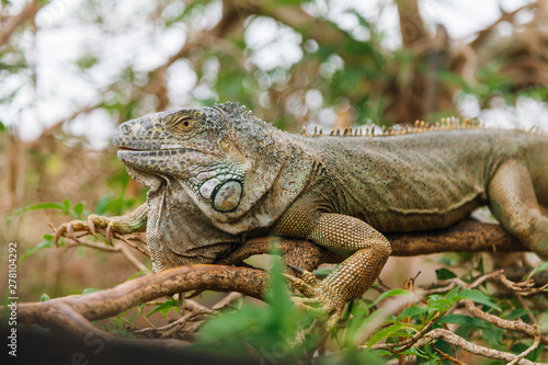 A huge elderly green iguana lies on a tree