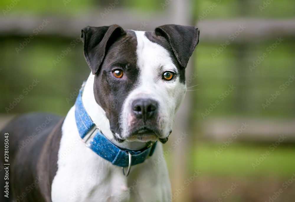 A black and white Pit Bull Terrier mixed breed dog wearing a blue collar and looking at the camera