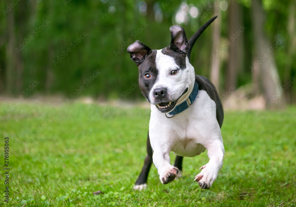 A happy black and white Pit Bull Terrier mixed breed dog running and playing outdoors