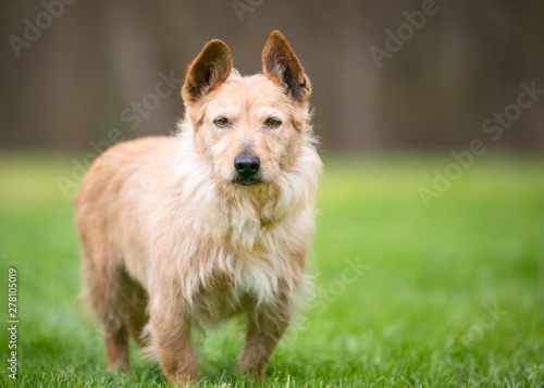 A scruffy brown Terrier mixed breed dog with upright ears standing outdoors