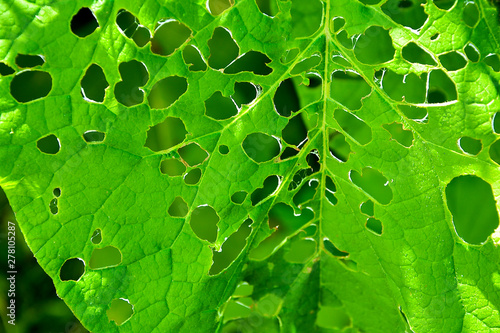 Close-up of green leaves with pest holes. Abstract natural background.