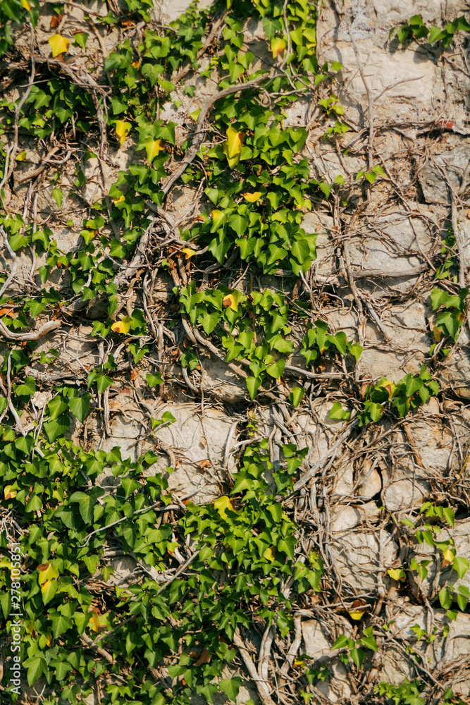 Ivy on a stone wall. The plant on the wall. Ivy on a stone wall. The plant on the wall.