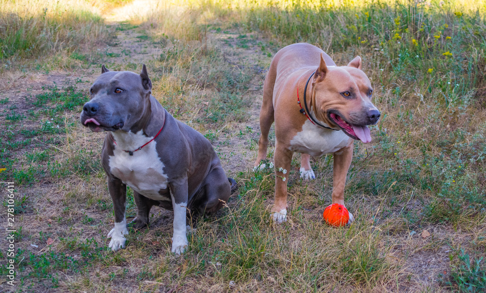 Staffordshire Terrier dogs are trained and walk