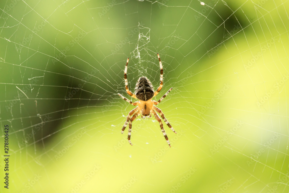 Spider in the middle of spider-web on green background Spider in the middle of spider-web on green background
