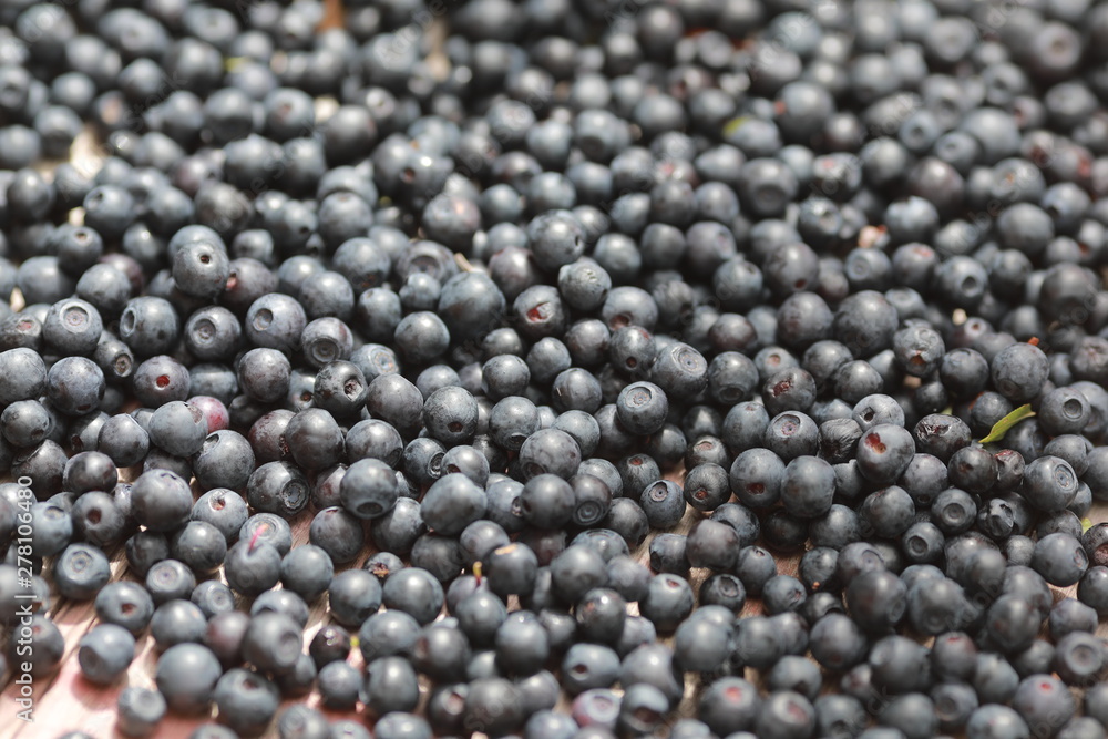 berries of bilberry on a background, blueberry in hands berries of bilberry on a background, blueberry in hands
