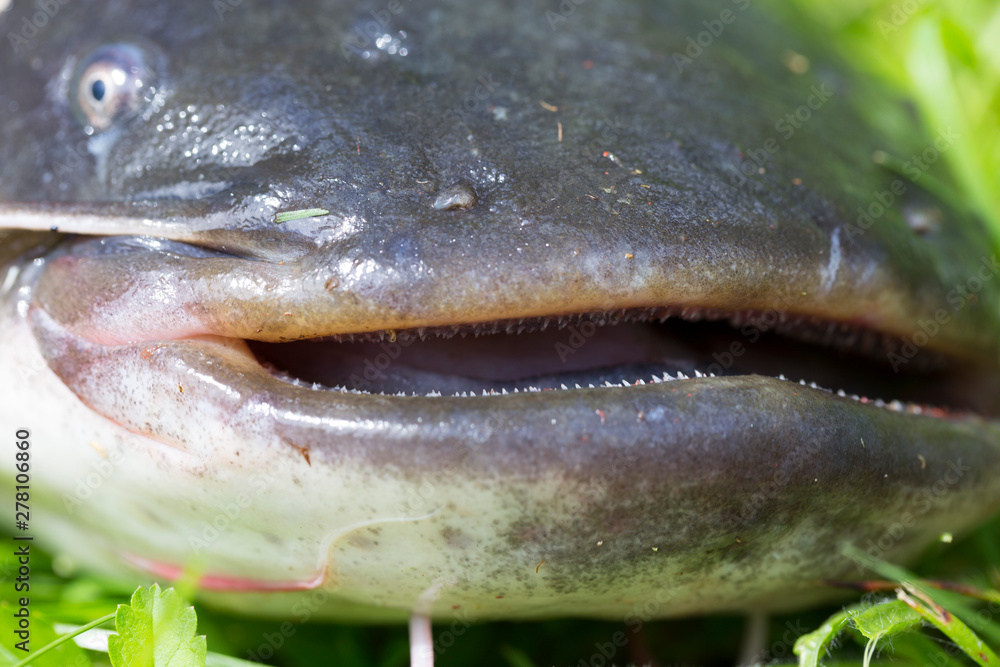 Wels Catfish – Silurus glanis – in detail