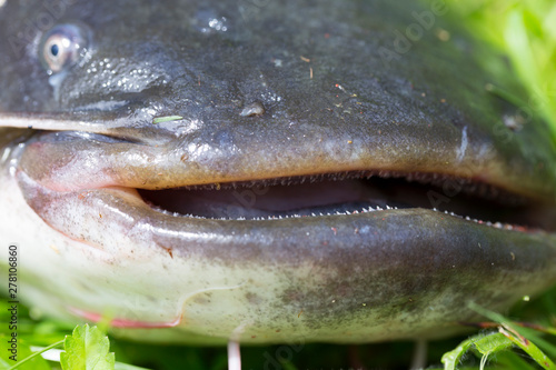 Obraz na płótnie Wels Catfish – Silurus glanis – in detail w salonie