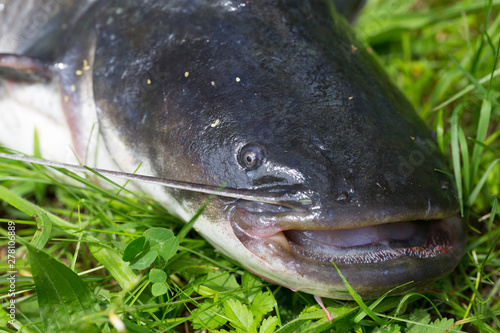 Wels Catfish – Silurus glanis – in detail photo