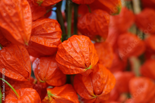 Colorful orange Chinese lantern plants or Japanese hozuki