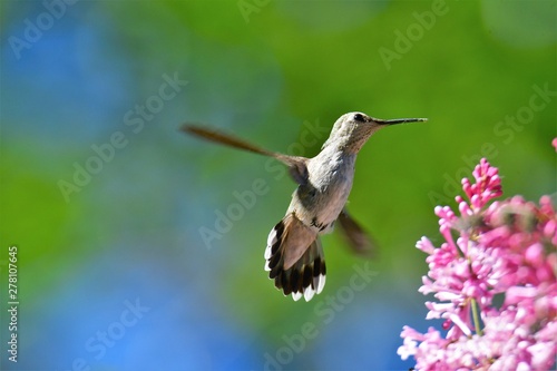 A closeup of Anna's hummingbird hovering beside the flowers. Burnaby lake BC Canada