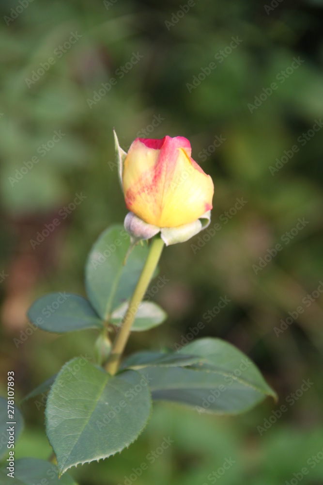 Цветы Flowers Цветы Flowers
